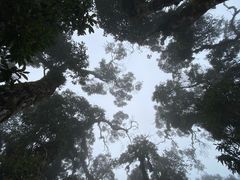 -云南屏边大围山国家公园