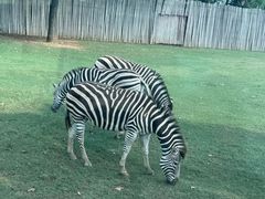 -上海野生动物园老虎餐厅