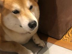 -柴务处·柴犬主题狗咖