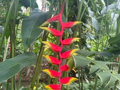 -中国科学院西双版纳热带植物园
