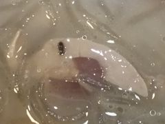 -苏生镇江鸭血粉丝(永泰国际广场店)