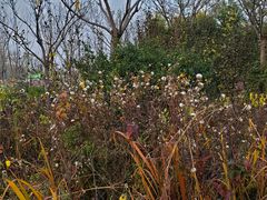 -天津东丽湖风景区