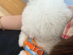 -喵宠乐园·撸猫互动·猫舍