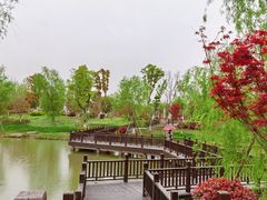 -九科绿洲