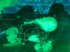 -上海海昌海洋公园