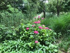 -西湖风景区-江洋畈生态公园