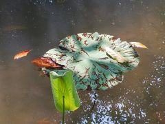 -桂湖森林公园