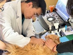 -美联众合爱康动物医院•复杂内科•肿瘤科•牙科•腔镜诊疗中心