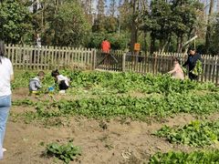 -前小桔亲子创意农场·草莓采摘·露营烧烤