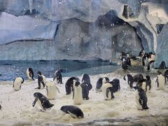 -帝企鹅自助餐厅•儿童岛•真企鹅(长隆企鹅酒店)