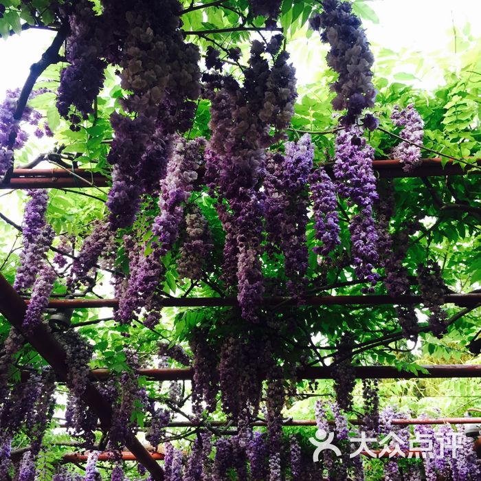 嘉定紫藤園圖片-北京公園-大眾點評網