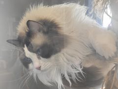 -莱姆星桌游·拼豆·团建