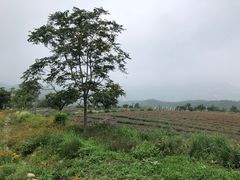 -紫云台香草园