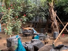 -呀路古热带植物园