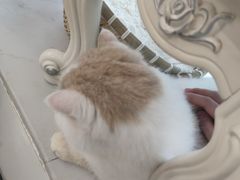 -共舞时光猫咖·狗咖(新街口店)