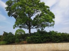 -上海都市菜园