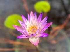 -上海辰山植物园