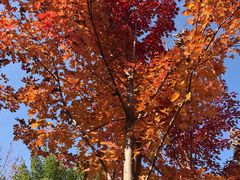 -北京西山国家森林公园