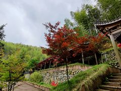 -宁波浙东大竹海景区