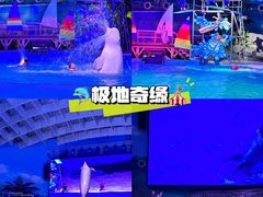 -海合安武汉极地海洋公园