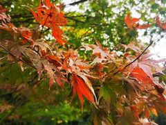 -旅马餐厅(茅家埠店)