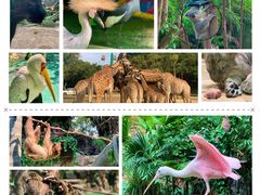 -广州长隆野生动物世界