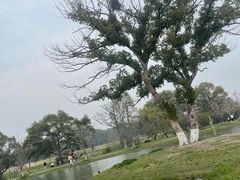 -良渚古城遗址公园
