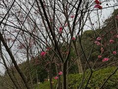 -临平公园(临平街道)