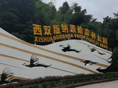 -西双版纳原始森林公园