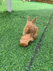 -萌宠亲子动物乐园(槐房万达店)