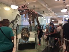 -美国自然历史博物馆