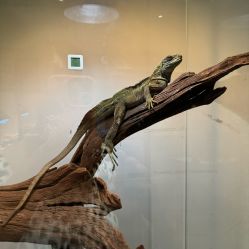 -Zoolung Zoolung动物主题公园(海信广场店)