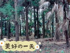 -东平国家森林公园