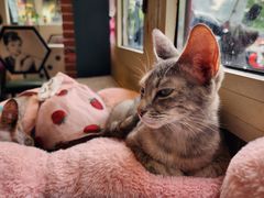 -猫小院猫主题餐厅(南锣旗舰店)