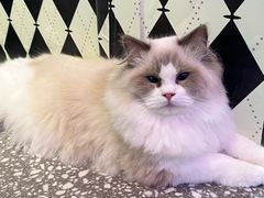 -大型宠物商超·宠海王国·宠物猫狗活体·用品·美容(新世界百货重庆店)