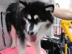 -宠福鑫康馨动物医院·骨科·眼科