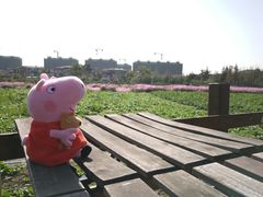 -田园东方蜜桃村的田野营地