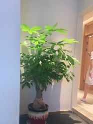 -苑苑vbeauty科技美容SPA