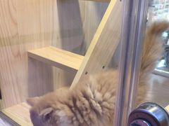 -爪爪喵星球·猫舍(前海卓越店)