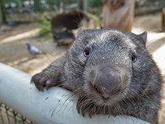 -费瑟代尔野生动物园