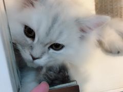 -李小姐の猫咖啡馆(五角场店)