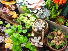 -双季花艺园艺市场(浦东店)