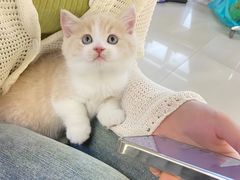 -lincat·猫舍(广州店)