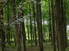 -上海海湾国家森林公园