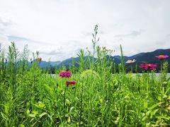 -东梓关景区村庄