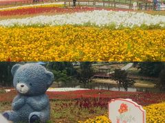 -大塘金香草谷