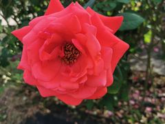 -亚龙湾国际玫瑰谷