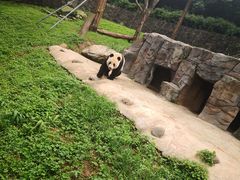-都江堰中华大熊猫苑