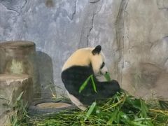 -深圳野生动物园