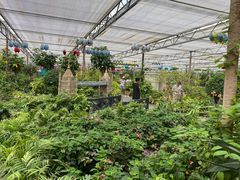 -南宫五洲植物乐园